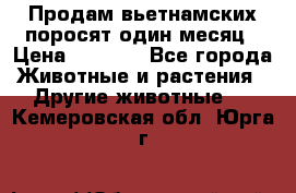 Продам вьетнамских поросят,один месяц › Цена ­ 3 000 - Все города Животные и растения » Другие животные   . Кемеровская обл.,Юрга г.